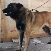 واگذاری توله مالینویز|سگ|کرمان, |دیوار