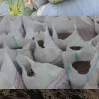 فروش  کود گوسفندی و گاوی  پوسیده|خدمات باغبانی و درختکاری|کومله, |دیوار