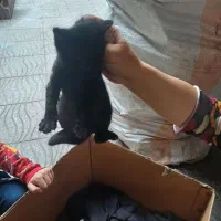 واگذاری چهار گربه خانگی دو ماهه