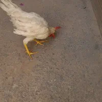 خروس جوان و قربانی ذبح