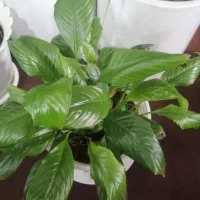 فروش گل خانگی در کانی دینار|گل و گیاه طبیعی|مریوان, |دیوار