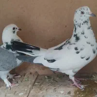کبوتر|پرنده|تهران, افسریه جنوبی|دیوار
