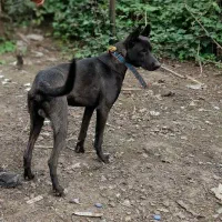 سگ‌گریت‌دین