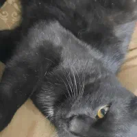 گربه واگزار