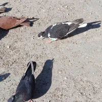 کفتر یا کبوتر