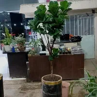 گلخانه بهشت جاده ب توحید روبروی استخر انتظام|گل و گیاه طبیعی|سنندج, |دیوار