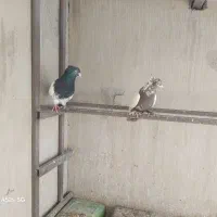 کبوتر|پرنده|قائن, |دیوار