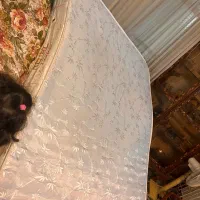 تشک رویال رایگان