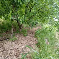 زمین باغ|خدمات باغبانی و درختکاری|بجنورد, |دیوار
