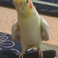 یک عدد عروس هلندی نر کاملا اهلی