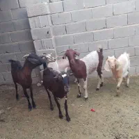 کهره و بز|حیوانات مزرعه|جم, |دیوار