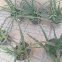 گل آلوئه ورا|گل و گیاه طبیعی|ایلام, |دیوار