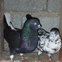 ۸عدد کبوتر پروازی خوش خال|پرنده|لنگرود, |دیوار