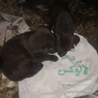 ۲تاتوله گریدین
