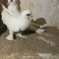 کبوتر قره اغ گوروخ|پرنده|باسمنج, |دیوار