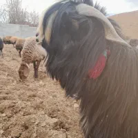 فروش چپش شهرکردی اصل|حیوانات مزرعه|چنارود, |دیوار