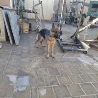 سگ ژرمن ماده