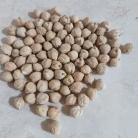 نخود پاییزه بذر ترکی|عمدهفروشی|جعفرآباد, |دیوار