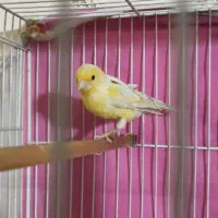 قناری مادهق|پرنده|مشهد, انقلاب|دیوار