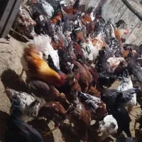 تخم مرغ نطفه دار محلی|حیوانات مزرعه|تبریز, |دیوار