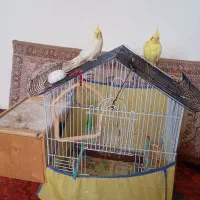 طوطی عروس هلندی نر و ماده با قفس