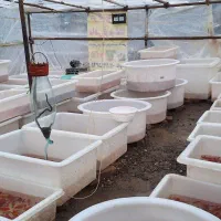 ماهی قرمز عید|ماهی|تبریز, |دیوار