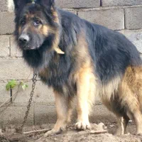 سگ ژرمن نر .|سگ|گنبد کاووس, |دیوار