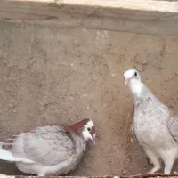 کبوتر