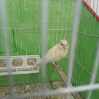 قناری ماده معاوضه با عروس|پرنده|سبزوار, باهنر|دیوار