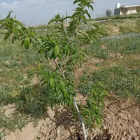 فروش باغشهری در بیضا|فروش زمین و ملک کلنگی|شیراز, شهرک گلستان شمالی|دیوار