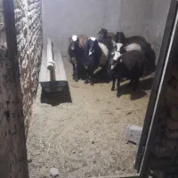 ۵ راس بره زنده نر چاق