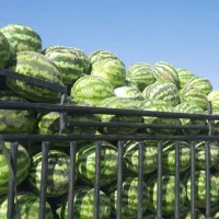 هندوانه|خوردنی و آشامیدنی|میلاجرد, |دیوار