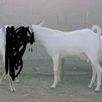 سلام. ۳ راس نری سومال ۱۰ ماهه درجه یک و پلمپ.|حیوانات مزرعه|بندر دیر, |دیوار