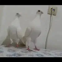 کبوترپتی والا پاکستانی وزاغ سیاه آبادانی|پرنده|بوشهر, |دیوار