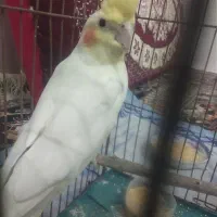 عروس هلندی  نر فروشی معاوضه با مرغ یا...