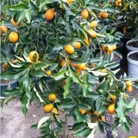 مهندسی و مشاوره باغ هرس کودهی سم درختکاری گل کاری|خدمات باغبانی و درختکاری|کازرون, |دیوار