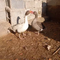 فروش یک جفت غاز|حیوانات مزرعه|مرودشت, ثبت احوال|دیوار