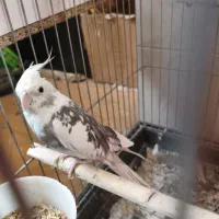 عروس هلندی