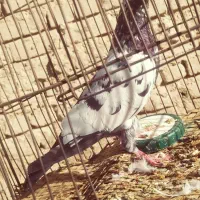 کفتر|پرنده|بمپور, |دیوار