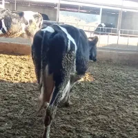 گاو حذفی|حیوانات مزرعه|جوادآباد, |دیوار