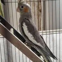 عروس هلندی|پرنده|قم, باغ شریفی|دیوار