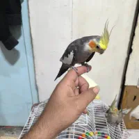 عروس هلندی نر و ماده|پرنده|ضیابر, |دیوار