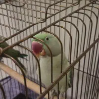 طوطی|پرنده|تهران, نصرت|دیوار