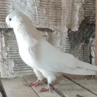 کبوتر