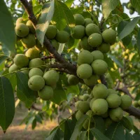 نهالستان فروش انواع نهال تضمینی