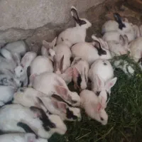 ۶۰ عدد خرگوش خرگوش خانگی