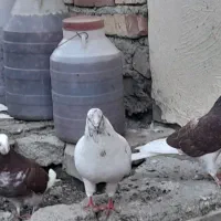 ۵عدد کبوتر
