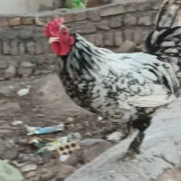 خروس گلین|حیوانات مزرعه|زرندیه, |دیوار