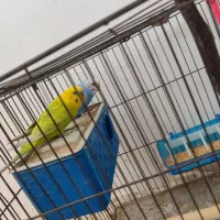 یک جفت مرغ عشق جوان با وسایل و قفس