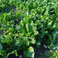 سبزی(زلق) تازه و درجه یک|خوردنی و آشامیدنی|قلعه شاهین, |دیوار